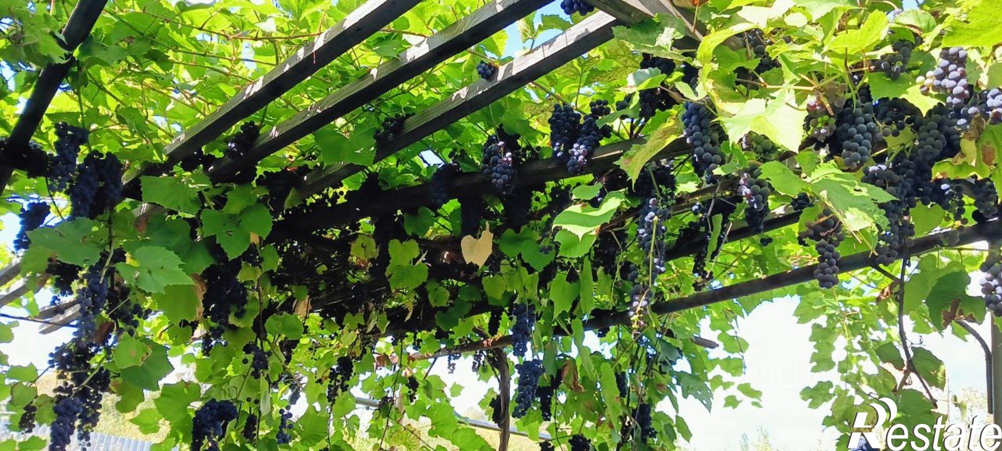 Купить дачу, дом, коттедж за 3 500 000 рублей на СНТ Павловское, Павловская улица